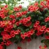 Patio Campsis 'Red Trumpet'