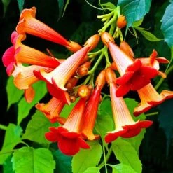 Patio Campsis 'Red Trumpet' 11 Patio Campsis 'Red Trumpet' -Garden Plants Sales 550003 2