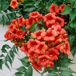 Patio Campsis 'Red Trumpet' 13 Patio Campsis 'Red Trumpet' -Garden Plants Sales 550003 4
