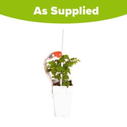 Patio Campsis 'Red Trumpet' 14 Patio Campsis 'Red Trumpet' -Garden Plants Sales 550003 5