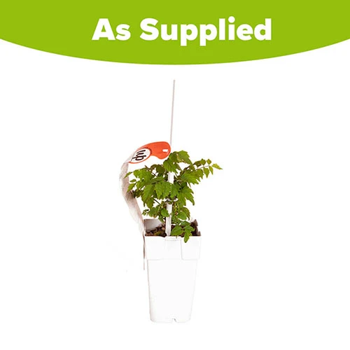 Patio Campsis 'Red Trumpet' 8 Patio Campsis 'Red Trumpet' - Image 6