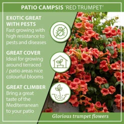 Patio Campsis 'Red Trumpet' 15 Patio Campsis 'Red Trumpet' -Garden Plants Sales 550003 6