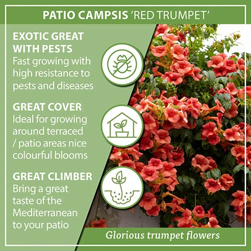 Patio Campsis 'Red Trumpet' 9 Patio Campsis 'Red Trumpet' - Image 7