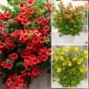Campsis Trumpet Vine Collection -Garden Plants Sales 550046
