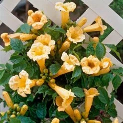 Campsis Trumpet Vine Collection 12 Campsis Trumpet Vine Collection -Garden Plants Sales 550046 1