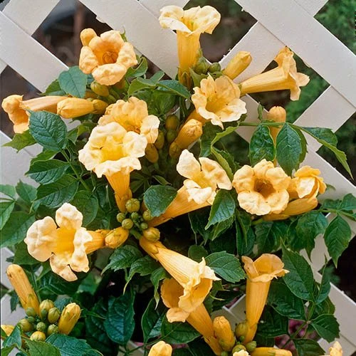 Campsis Trumpet Vine Collection 4 Campsis Trumpet Vine Collection - Image 2
