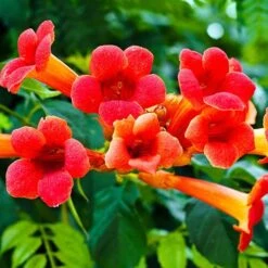 Campsis Trumpet Vine Collection 14 Campsis Trumpet Vine Collection -Garden Plants Sales 550046 3