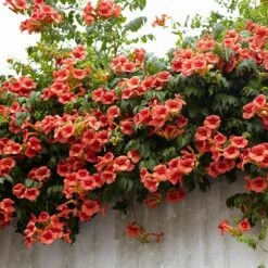 Campsis Trumpet Vine Collection 15 Campsis Trumpet Vine Collection -Garden Plants Sales 550046 4