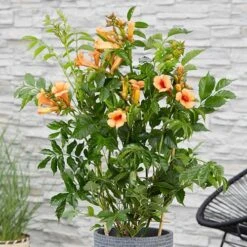 Campsis Trumpet Vine Collection 16 Campsis Trumpet Vine Collection -Garden Plants Sales 550046 5