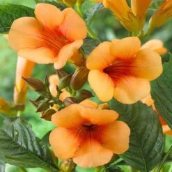 Campsis Trumpet Vine Collection 17 Campsis Trumpet Vine Collection -Garden Plants Sales 550046 6