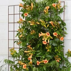 Campsis Trumpet Vine Collection 18 Campsis Trumpet Vine Collection -Garden Plants Sales 550046 7