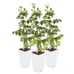 Campsis Trumpet Vine Collection 19 Campsis Trumpet Vine Collection -Garden Plants Sales 550046 8