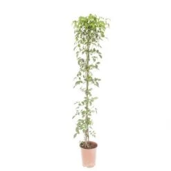 Pandorea Jasminoides -Garden Plants Sales 550089 2