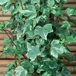 Coloured Ivy Collection -Garden Plants Sales 550124 1