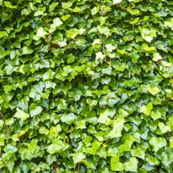 Coloured Ivy Collection -Garden Plants Sales 550124 3
