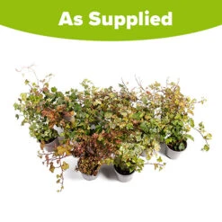 Coloured Ivy Collection -Garden Plants Sales 550124 4