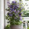 Clematis 'Taiga' -Garden Plants Sales 550126
