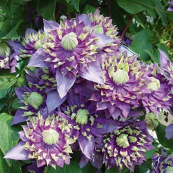 Clematis 'Taiga' 13 Clematis 'Taiga' -Garden Plants Sales 550126 3