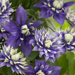 Clematis 'Taiga' 14 Clematis 'Taiga' -Garden Plants Sales 550126 4