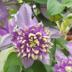 Clematis 'Taiga' 15 Clematis 'Taiga' -Garden Plants Sales 550126 5
