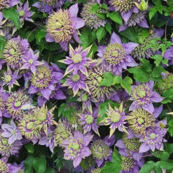 Clematis 'Taiga' 16 Clematis 'Taiga' -Garden Plants Sales 550126 6