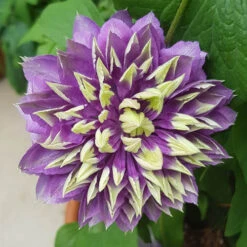 Clematis 'Taiga' 17 Clematis 'Taiga' -Garden Plants Sales 550126 7