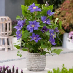 Patio Clematis Collection X 3, BOULEVARD(R) Series -Garden Plants Sales 550177 2