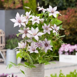 Patio Clematis Collection X 3, BOULEVARD(R) Series -Garden Plants Sales 550177 3