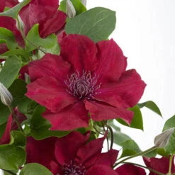 Patio Clematis Collection X 3, BOULEVARD(R) Series -Garden Plants Sales 550177 4