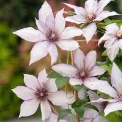 Patio Clematis Collection X 3, BOULEVARD(R) Series -Garden Plants Sales 550177 6