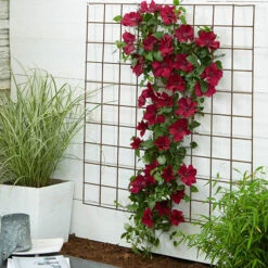 Patio Clematis Collection X 3, BOULEVARD(R) Series -Garden Plants Sales 550177 7