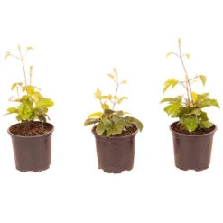 Patio Clematis Collection X 3, BOULEVARD(R) Series -Garden Plants Sales 550177 8