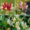 Lonicera 2L 90cm Cane X3 1 Lonicera 2L 90cm Cane X3 -Garden Plants Sales 550333