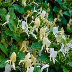 Lonicera 2L 90cm Cane X3 9 Lonicera 2L 90cm Cane X3 -Garden Plants Sales 550333 3
