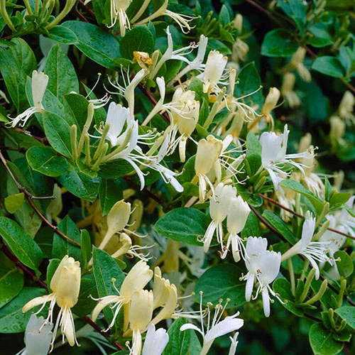 Lonicera 2L 90cm Cane X3 6 Lonicera 2L 90cm Cane X3 - Image 4