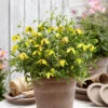 Clematis 'Little Lemons' 7cm X3 -Garden Plants Sales 550337