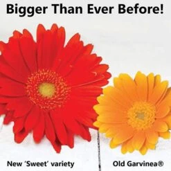 Gerbera Garvinea 'Sweet' Series -Garden Plants Sales 560047 2