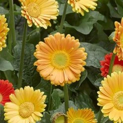 Gerbera Garvinea 'Sweet' Series -Garden Plants Sales 560047 3