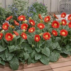 Gerbera Garvinea 'Sweet' Series -Garden Plants Sales 560047 4