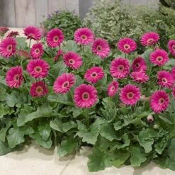 Gerbera Garvinea 'Sweet' Series -Garden Plants Sales 560047 5