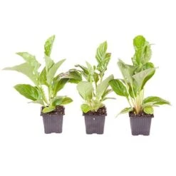 Gerbera Garvinea 'Sweet' Series -Garden Plants Sales 560047 6