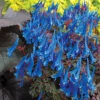 Corydalis 'Blue Heron' In 9cm Pot -Garden Plants Sales 560182