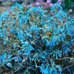 Corydalis 'Blue Heron' In 9cm Pot -Garden Plants Sales 560182 1