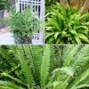 Evergreen Hardy Fern Collection - 3 Varieties -Garden Plants Sales 560213