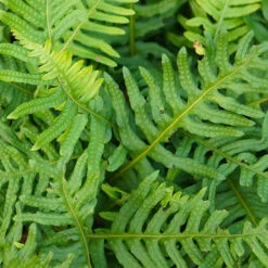 Evergreen Hardy Fern Collection - 3 Varieties -Garden Plants Sales 560213 1