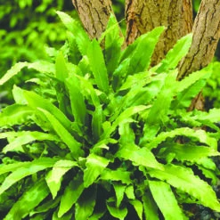 Evergreen Hardy Fern Collection - 3 Varieties -Garden Plants Sales 560213 2