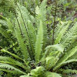 Evergreen Hardy Fern Collection - 3 Varieties -Garden Plants Sales 560213 3