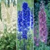 Delphinium Collection -Garden Plants Sales 560252