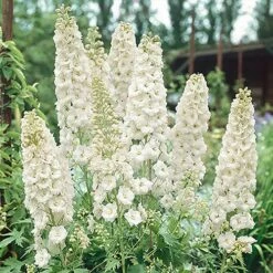 Delphinium Collection 9 Delphinium Collection -Garden Plants Sales 560252 1