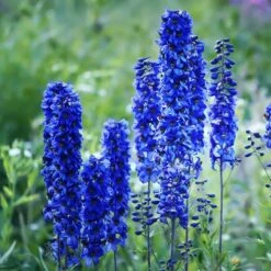 Delphinium Collection 10 Delphinium Collection -Garden Plants Sales 560252 2